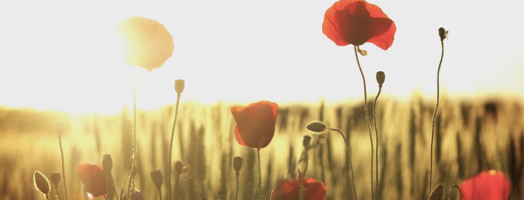champs coquelicot gestalt therapie